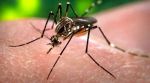 225 people have tested positive for dengue in Odisha