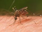 Dengue claim third life in Odisha!