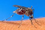 5 malaria cases detected in Kozhikode, all from a single family