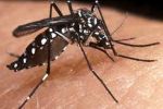 People to keep their surroundings clean to stop mosquitos from breeding says health official