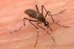 Malaysia : Dengue fever cases increased by 70 more