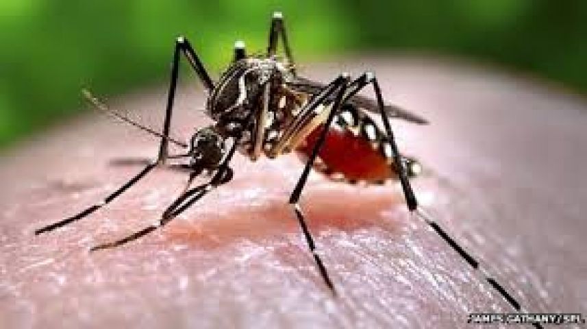Dengue:effective vaccine has been developed!