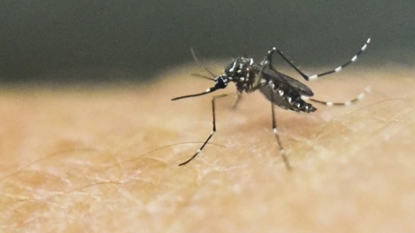 Ayurveda will give new drug for dengue