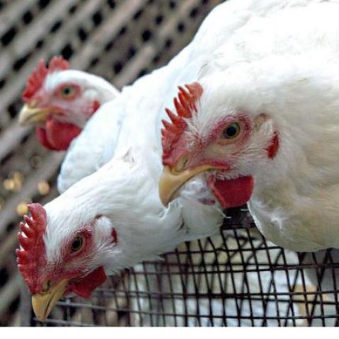 23,000 chicken died due to bird flu in Humnabad taluk sparks off flu scare