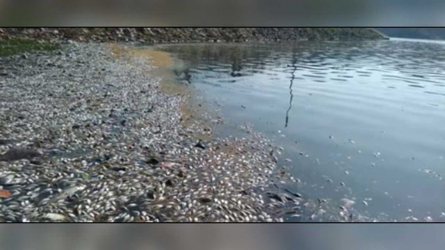 Fishes are dying due to pollution