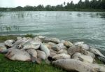 Hebbal lake, hundreds of fish die due to sewage inflow