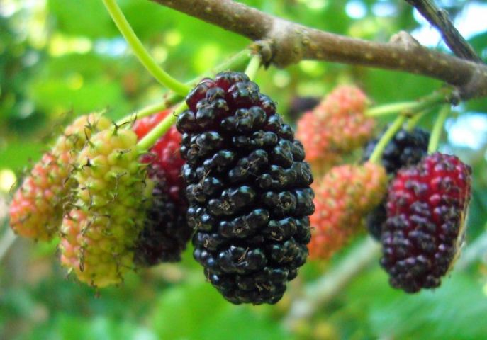 Do you know that 'Mulberry' helps in 'Weightloss' ?