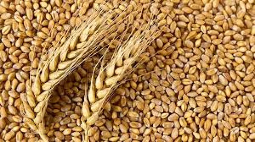 Wheat proteins found to cause inflammation !