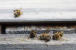 Bees become the prey of Mosquito hunters, erroneously served the dose of death