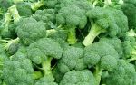 Eating ‘miracle’ vegetable Broccoli three times a week cuts cancer risk?