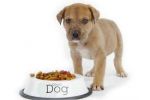 Foods you eat, that can be shared with your pet dog!!!