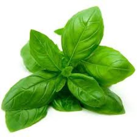 Basil and its effective health benefits!!!