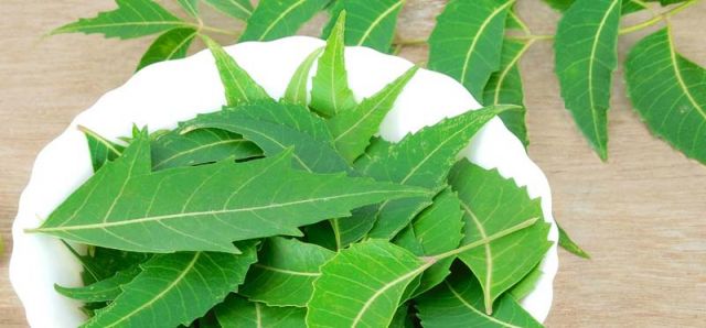 How 'Neem' works great for your hair and skin