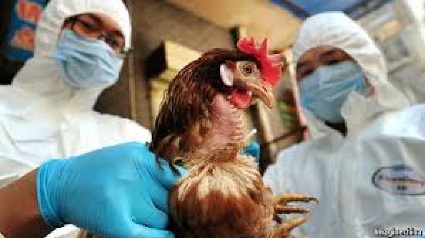 How is bird flu caused and treated???