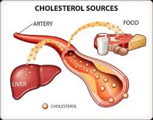 Cholesterol Myths and Facts!!!