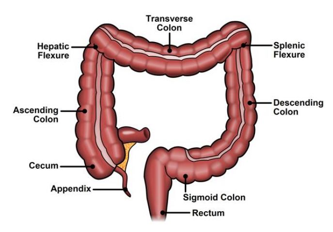 Things you need to know about 'Colon'