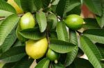 Guava Leaves --The Benefits You Need to Know!!!