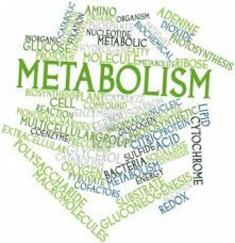Lose More Weight By Boosting Your Metabolism!