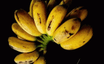 Are Bananas Really Good for Diarrhea?