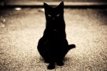 Tale on superstition about Black Cats