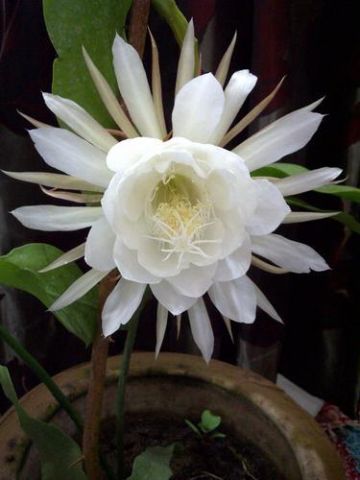 Brahma Kamal: The magical flower of God