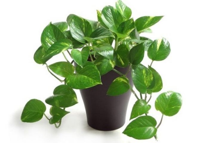 Money plant:The carrier of good luck could bring bad luck too !