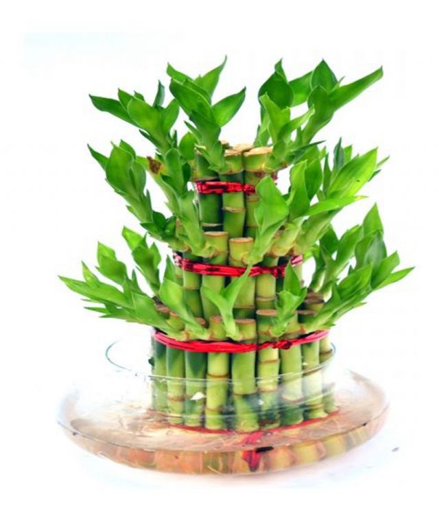 Bamboo tree, the dawn of your good fortune !!