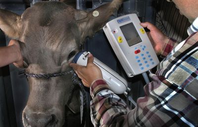 अब गाय को भी मिलेगी विशिष्ट पहचान, बनेगा आधार कार्ड