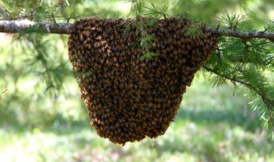 कानपुर में मधुमक्खियों ने ली अधेड़ महिला की जान