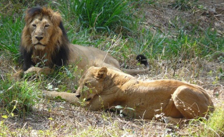 अमरेली में स्टेट हाईवे पर नज़र आया शेरों का झुंड