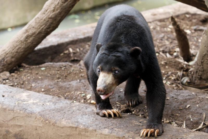झारखंड में जंगली भालुओं ने बोला ग्रामीणों पर हमला, एक की मौत पांच घायल