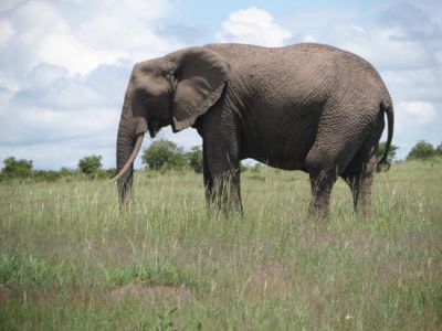 कोरबा में मतदान प्रभावित कर रहे है हाथी, वन अमला मुस्तैद