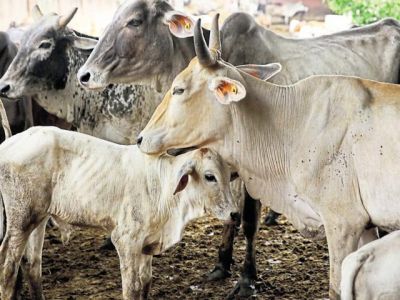 गाय की पहचान बनेगा यूआईडी नंबर, बॉर्डर पर तस्करी रोकने के लिए की सरकार ने सिफारिश