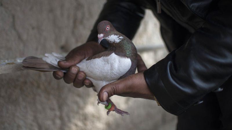 कबूतरों से पाकिस्तान करवा रहा जासूसी, जैसलमेर में पकड़ा गया कबूतर