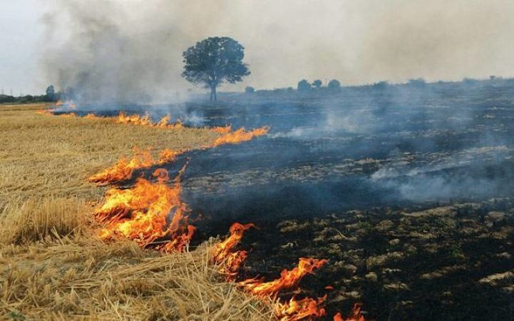 पंजाब के मोगा में गेंहू के खेतों में लगी आग, भारी तबाही
