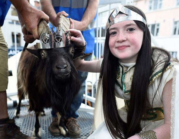 आयरलैंड में एक बकरे को बनाया राजा,12 साल की लड़की बनी रानी