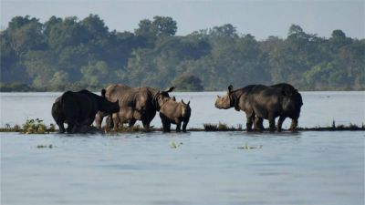 बाढ़ के चलते काजीरंगा नेशनल पार्क में 140 प्राणियों की मौत