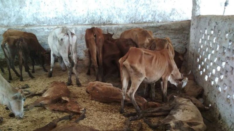 युवा कांग्रेस के कार्यकर्ताओं ने 200 गायों की मौत पर बीजेपी नेता के साथ की मारपीट