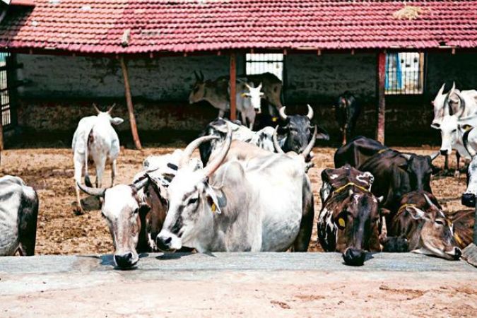 गौशाला में गायों की मौत पर बवाल, भाजपा पदाधिकारी पकड़ाए