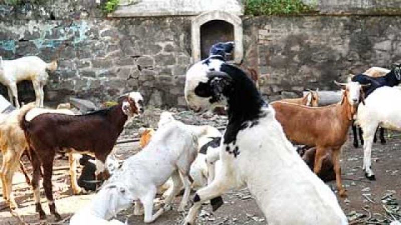 बकरीद पर कुर्बानी के खिलाफ मुस्लिम समाज  ने उठाई आवाज