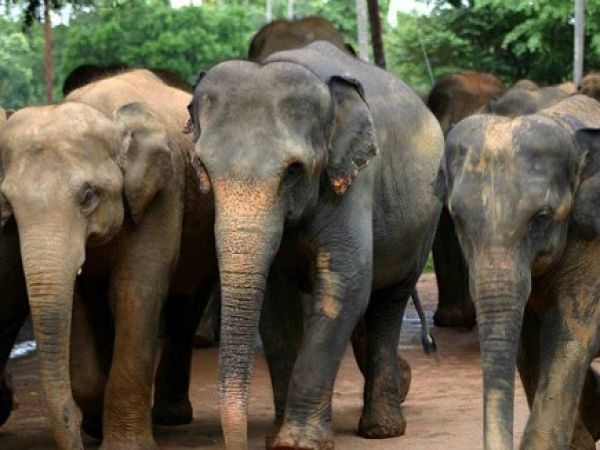 जंगली हाथियों से बचने के लिए वन विभाग ने लगाई डिस्को लाइट्स
