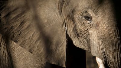 अप्राकृतिक कारणों ने ली 40 हाथियों की जान- रिपोर्ट