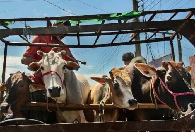 गौ-तस्करों से भिड़ने वाले पुलिसकर्मी होंगे सम्मानित