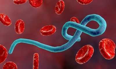 पूरी दुनिया में कहर बनकर टूट रहा इबोला वायरस
