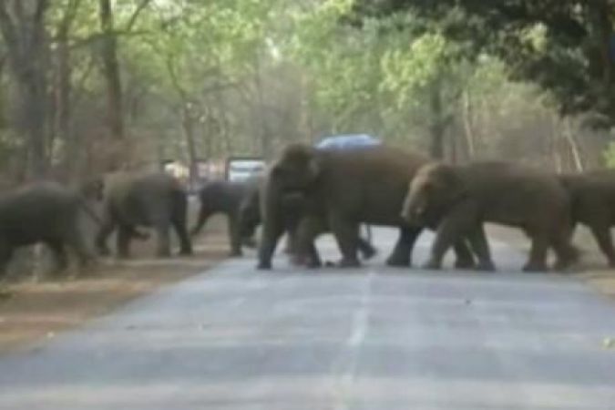 हाथियों के दल से ग्रामीणों में दहशत