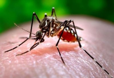 दिल्ली में साल के आखिरी हफ्ते में डेंगू के 18 मामले