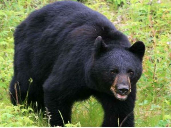 हिमाचल में लगातार बढ़ रहा भालू का प्रकोप अब भेड़पालक पर किया हमला