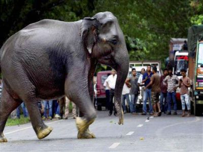 पूर्व राज्यमंत्री के हाथी ने महावत को सूंड में लपेट के पटका, फिर शरीर में घुसा दिए दांत