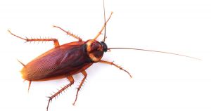 Woman hid 1 lakh cockroaches in house, reason will shock you!!