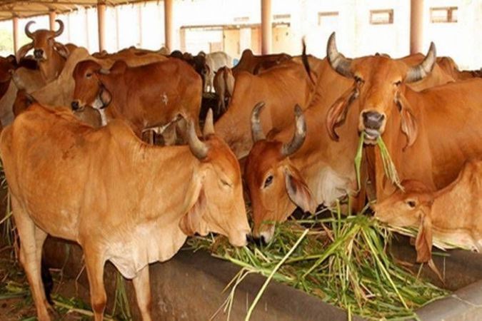 उत्तर भारत में ठण्ड का कहर जारी, अवैध गौशाला में 5 गायों की मौत